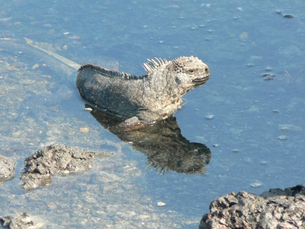 59- Un iguane a l'affut dans l'eau 